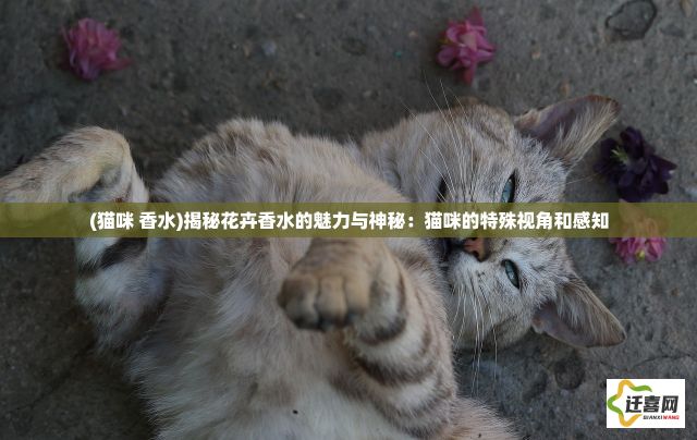 (猫咪 香水)揭秘花卉香水的魅力与神秘：猫咪的特殊视角和感知