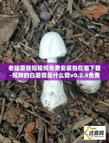 老版蘑菇短视频免费安装包在哪下载-短胖的白蘑菇是什么菇v0.2.9免费手机版