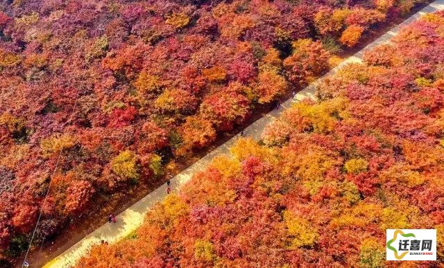 【揭秘枫叶岛】极致秋色，一场艳遇与枫叶的浪漫邂逅，秋季旅游必选之地！